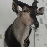 Timberline Taxidermy Colorado Springs