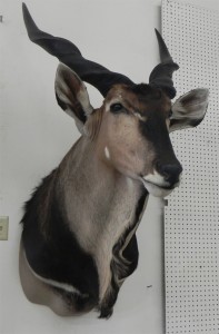 Timberline Taxidermy Colorado Springs