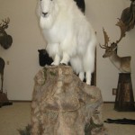 Colorado Springs Timberline Taxidermy