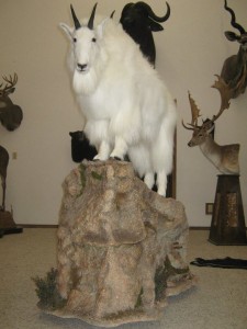 Colorado Springs Timberline Taxidermy