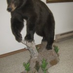 Timberline Taxidermy Colorado Springs