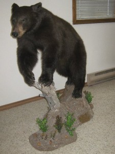 Timberline Taxidermy Colorado Springs
