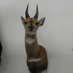 Colorado Springs Timberline Taxidermy