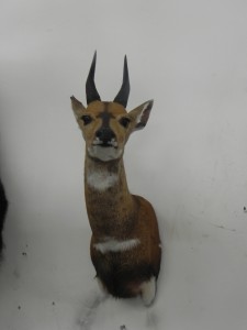 Colorado Springs Timberline Taxidermy