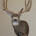 Deer Taxidermy, Colorado Springs