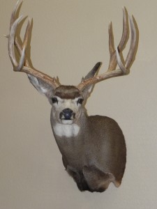 Deer Taxidermy, Colorado Springs