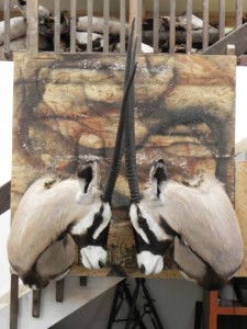 Colorado Springs Taxidermy